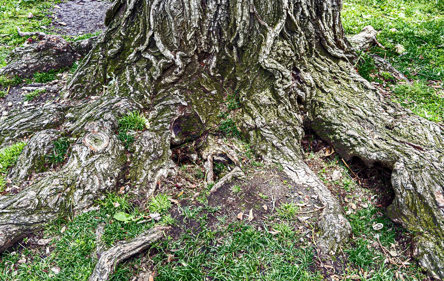Exposed tree roots symbolizing a durable global growth foundation
